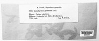 Coniothyrium genisticola image